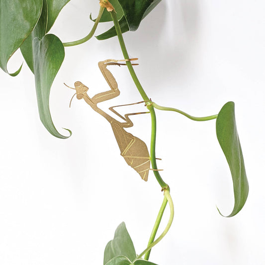 Praying Mantis Plant Animal